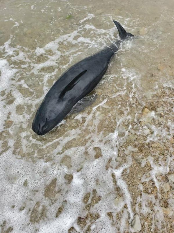 通配资 大连海滩死亡小江豚为雄性，专家称疑因导航失灵搁浅